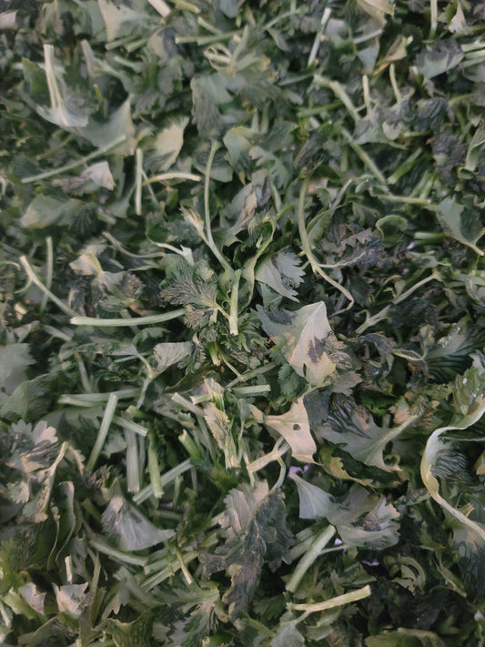 Freeze dried cilantro